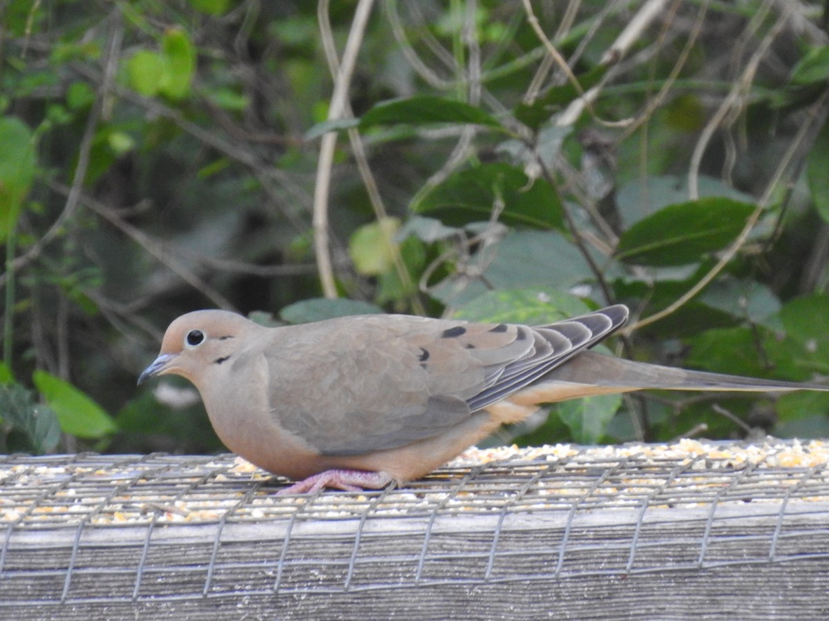 Mourning Dove - ML297494521