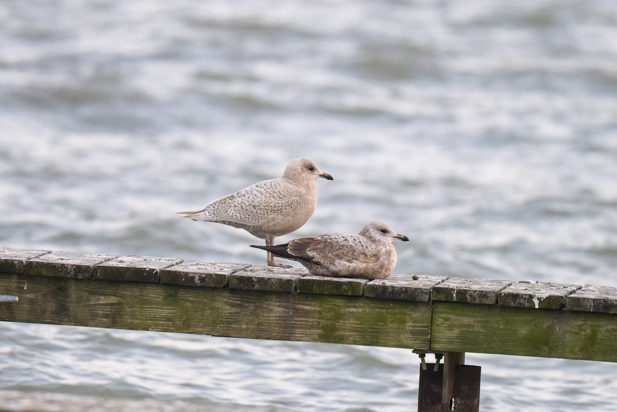 Iceland Gull - Rich Ashcraft