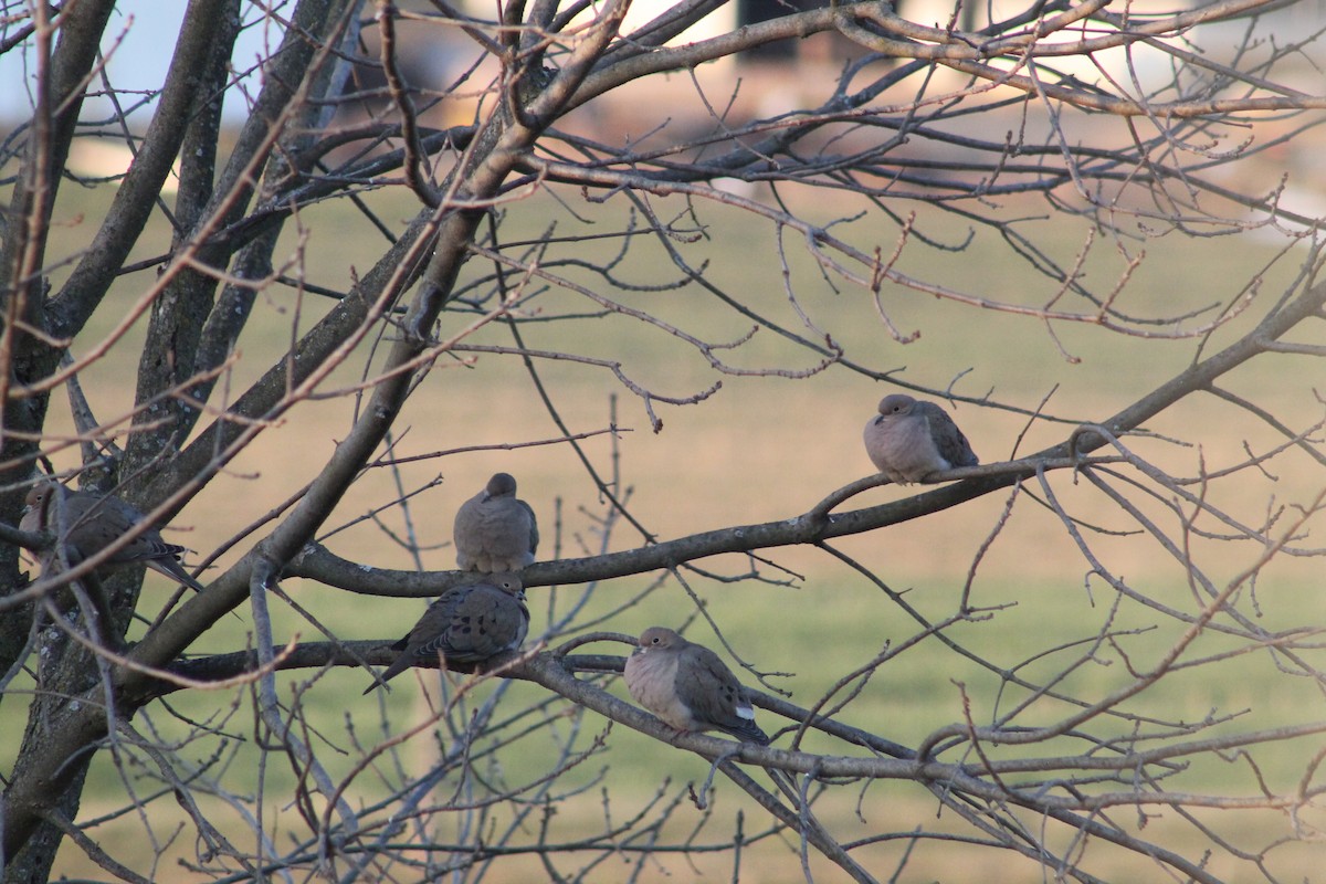 Mourning Dove - Abby R.