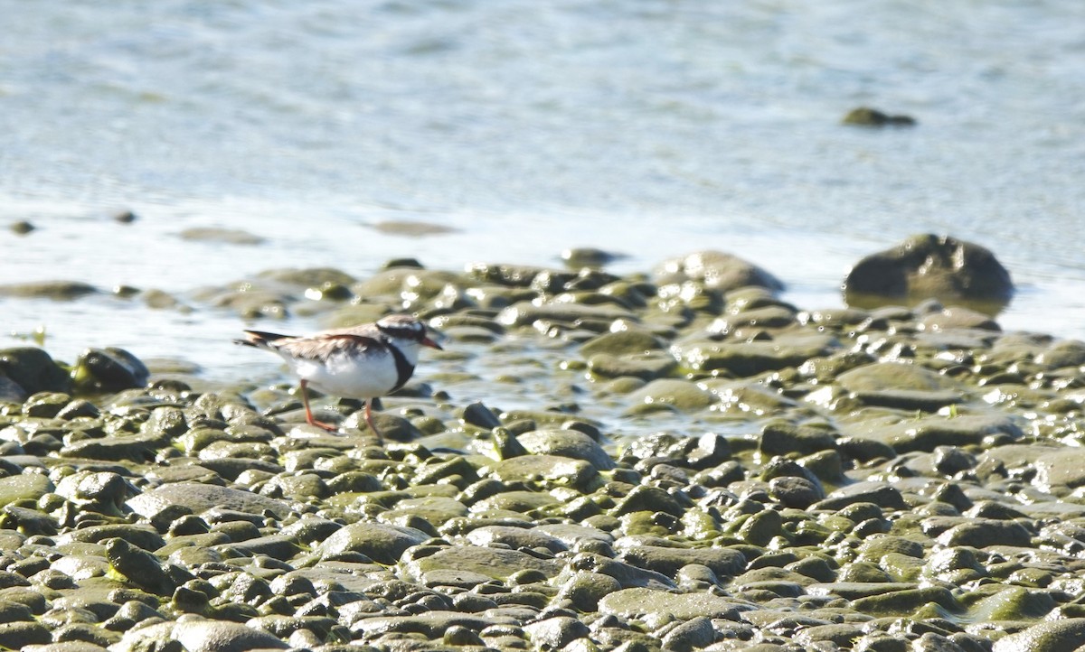 Black-fronted Dotterel - ML297495981