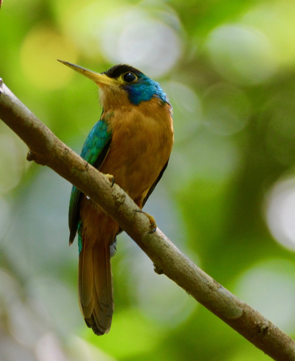 Blue-cheeked Jacamar - Vic Dillabaugh