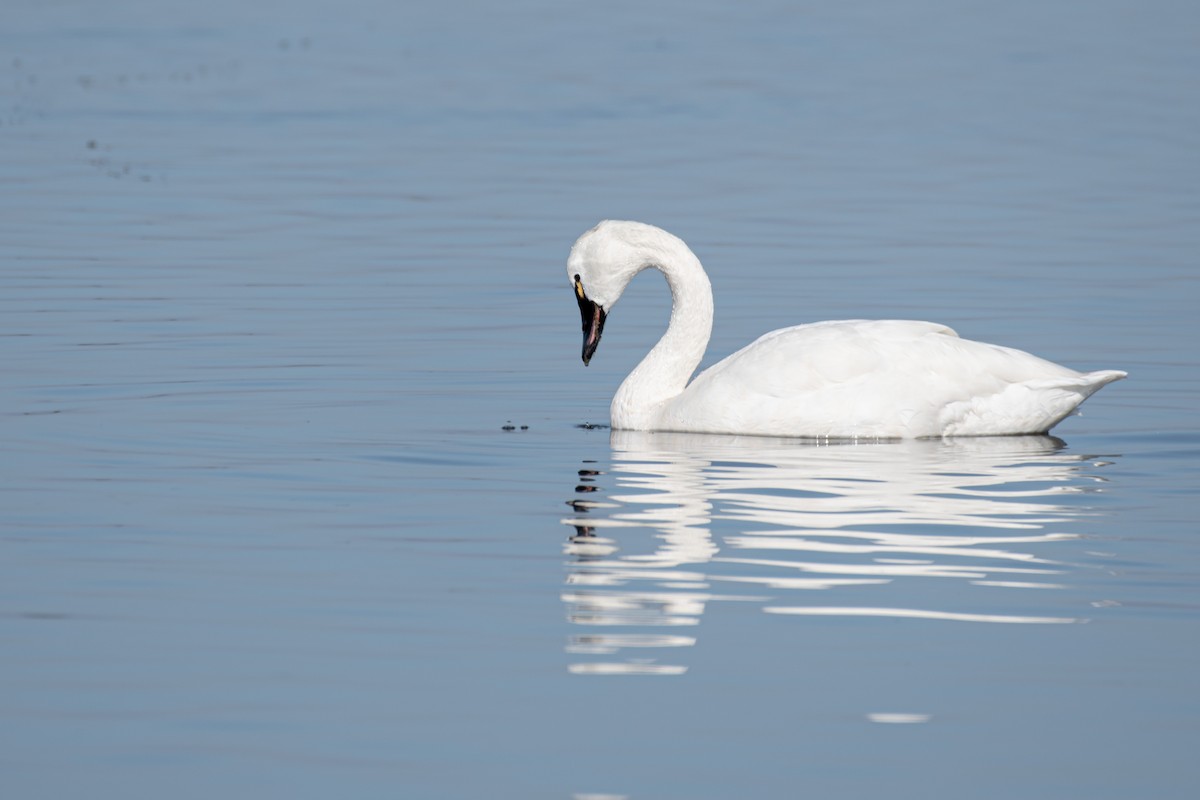 Tundra Swan - ML297497111