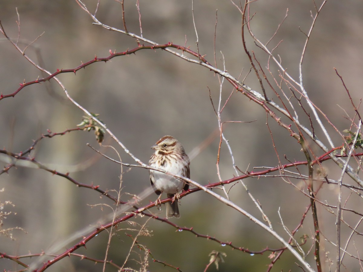 Song Sparrow - ML297497841