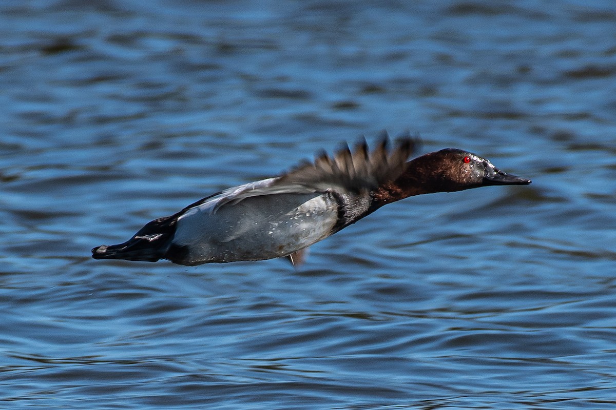 Canvasback - ML297497931