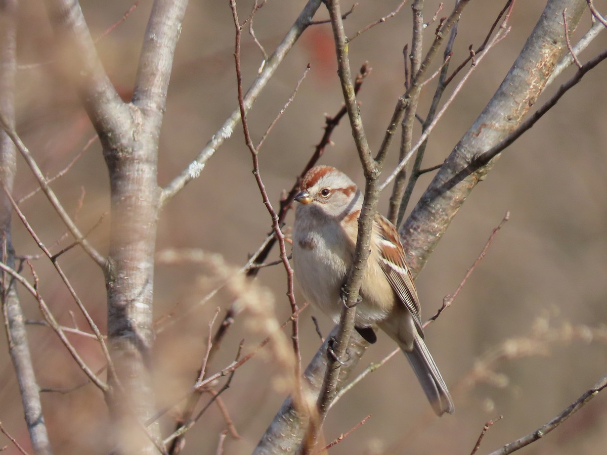 American Tree Sparrow - ML297498011