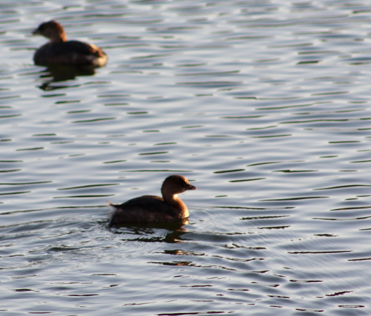 Pied-billed Grebe - ML297498291