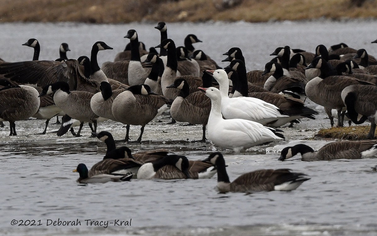 Snow Goose - ML297498961