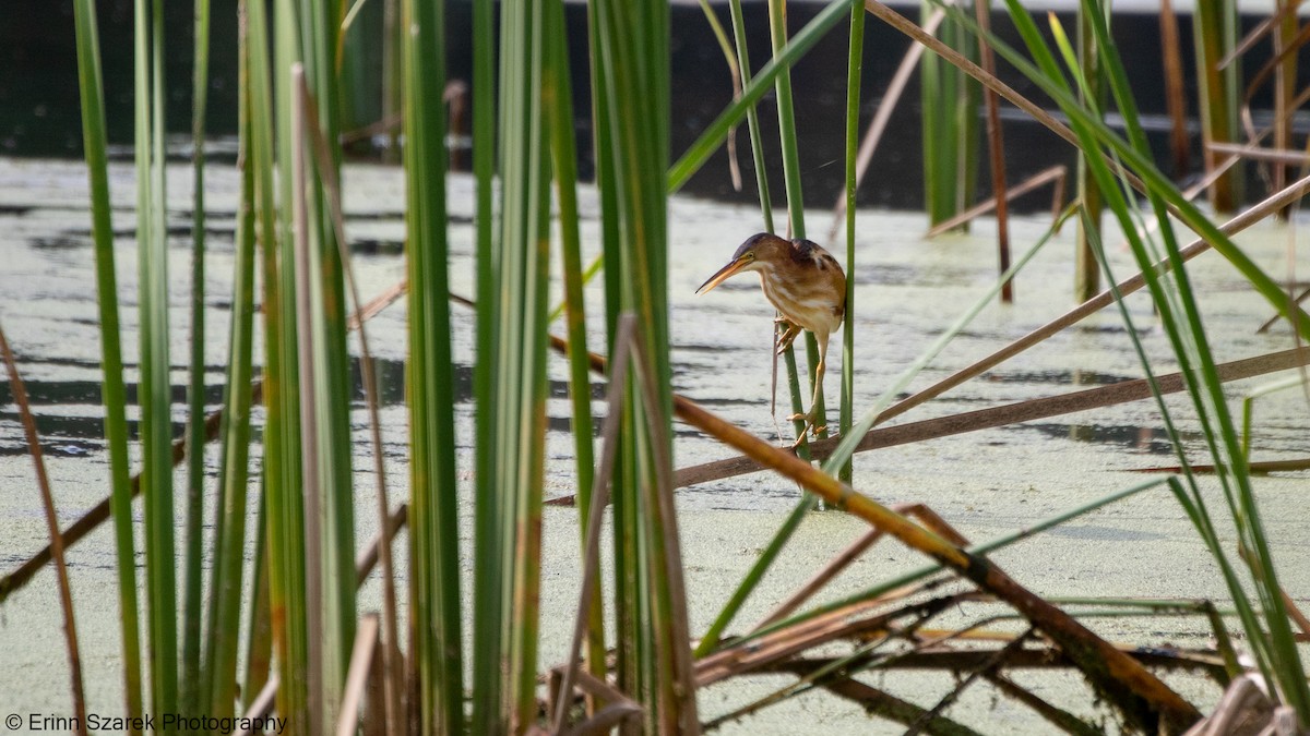 Least Bittern - ML297502061