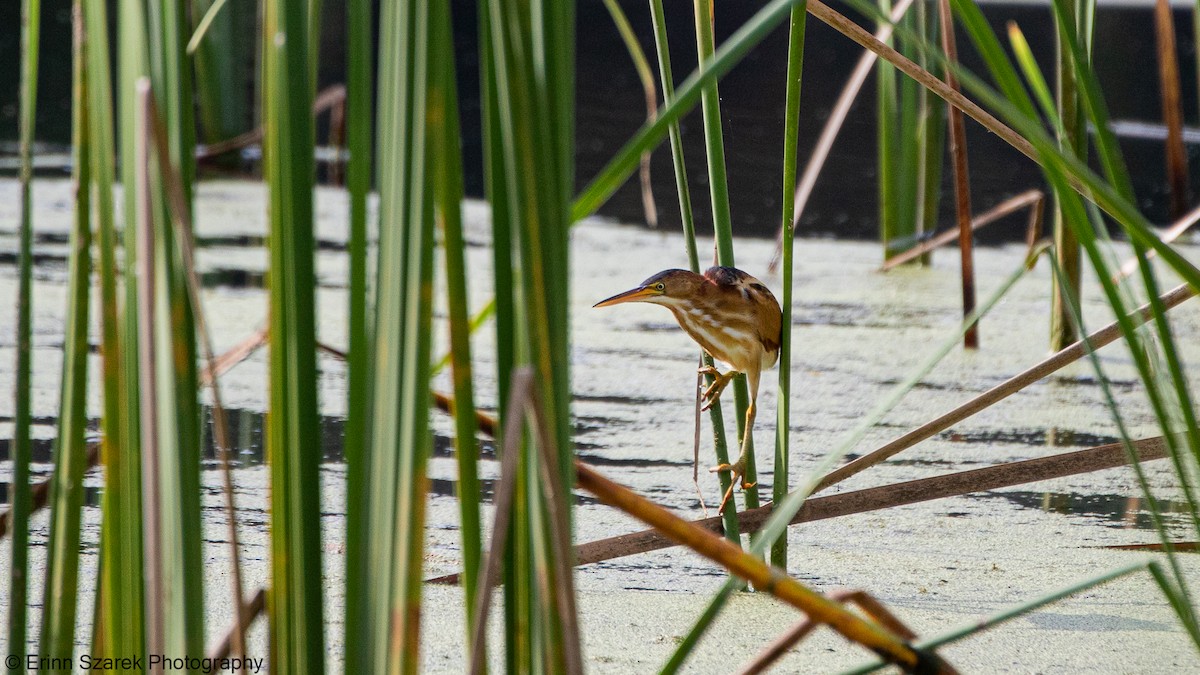 Least Bittern - ML297502081