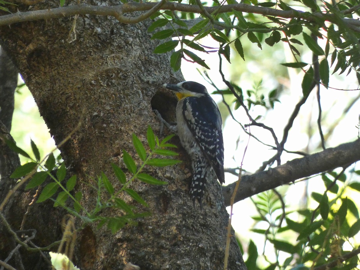 White-fronted Woodpecker - ML297503711