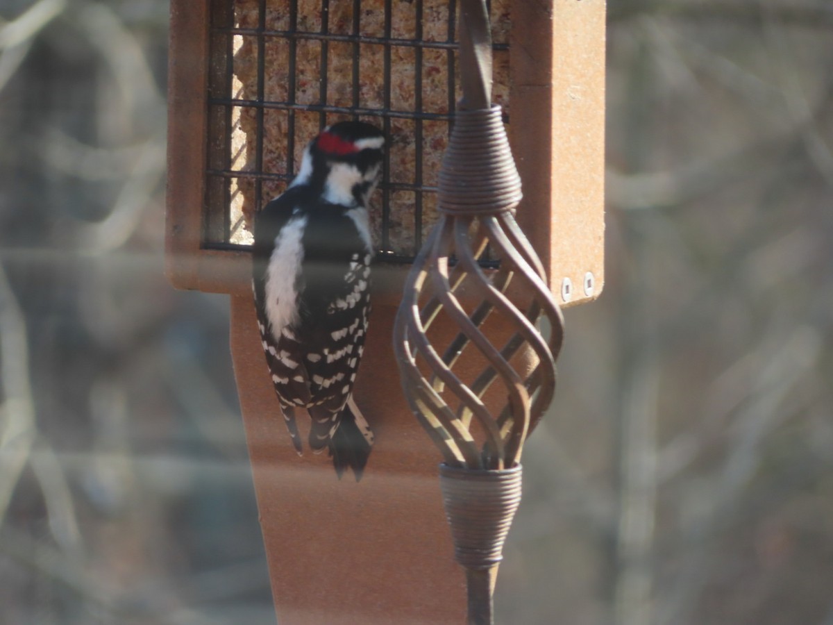 Downy Woodpecker - ML297505111