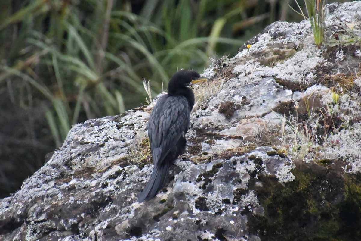 Little Pied Cormorant - ML297508601