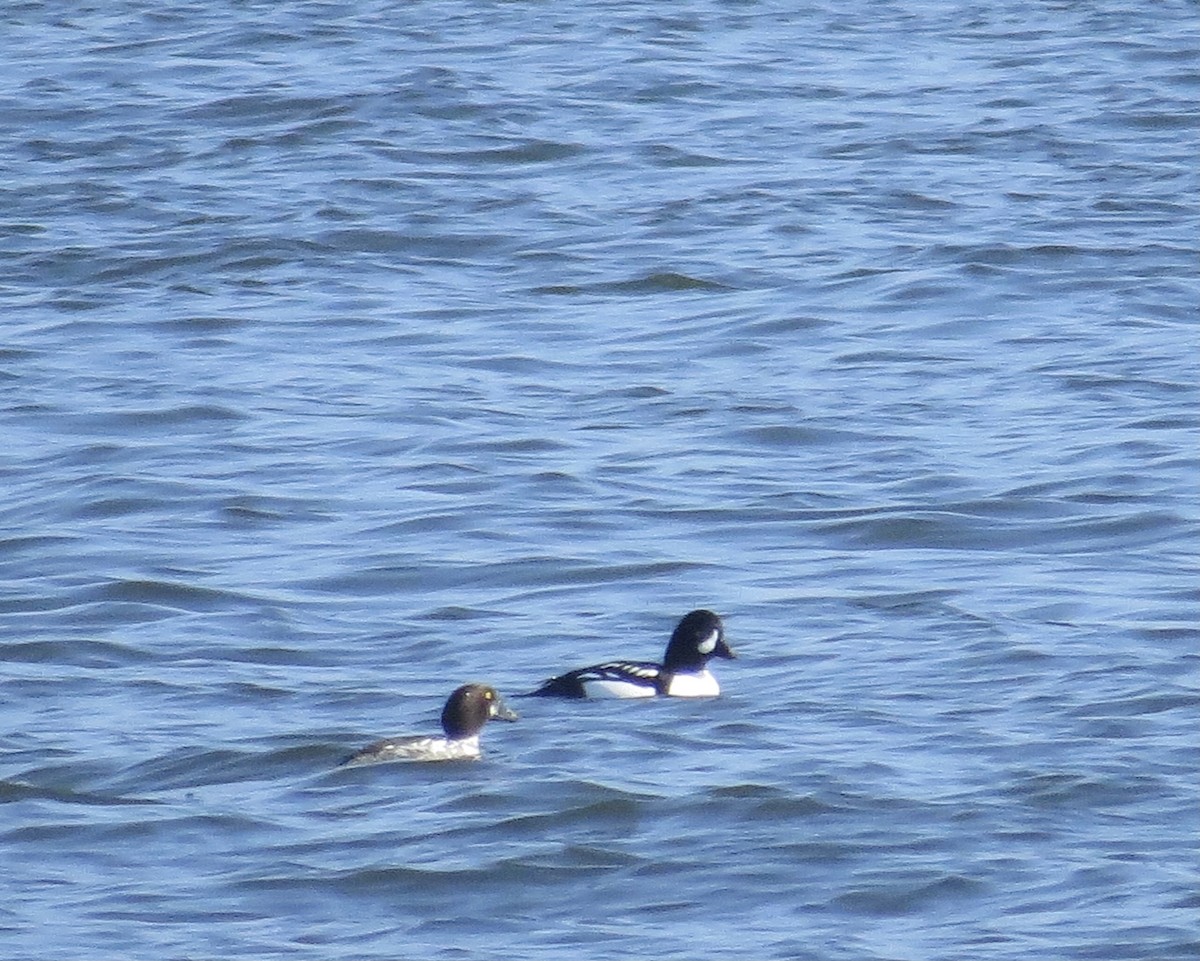 Barrow's Goldeneye - Leslie Starr