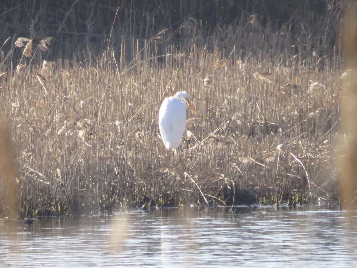 Great Egret - Leslie Starr