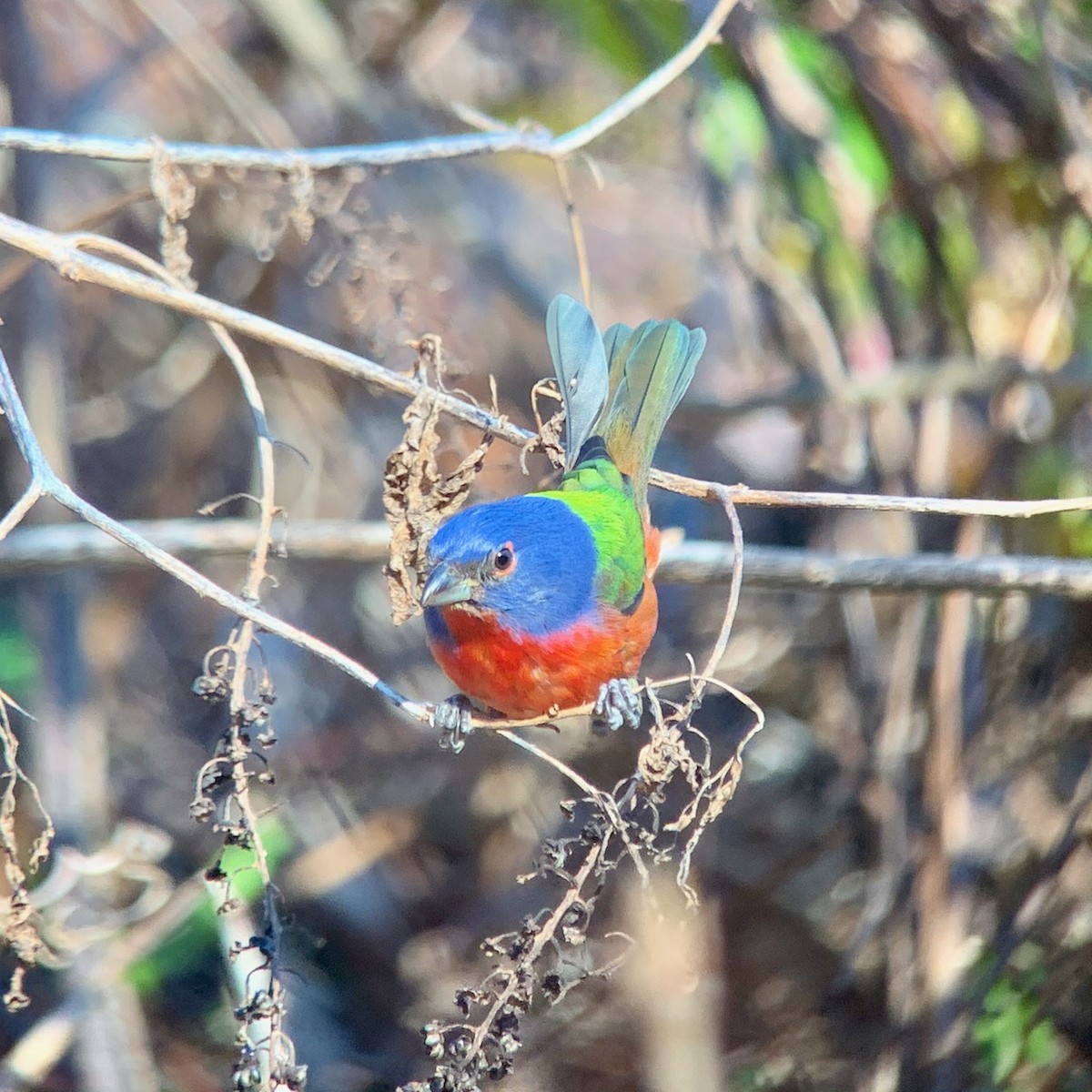 papežík zelenohřbetý - ML297511991