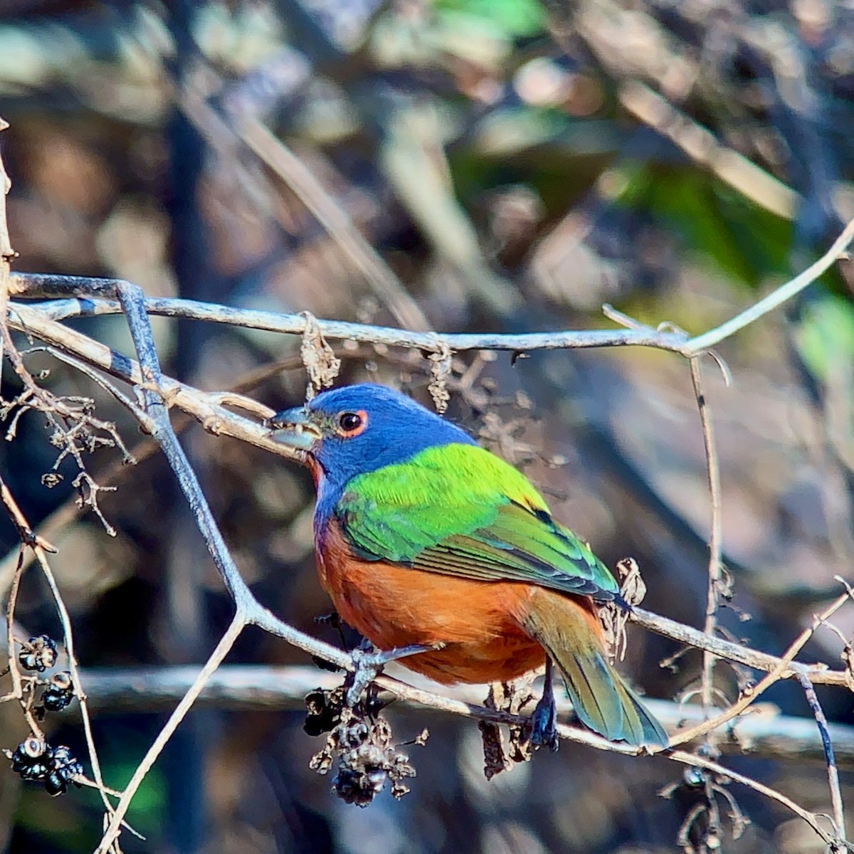 papežík zelenohřbetý - ML297512001