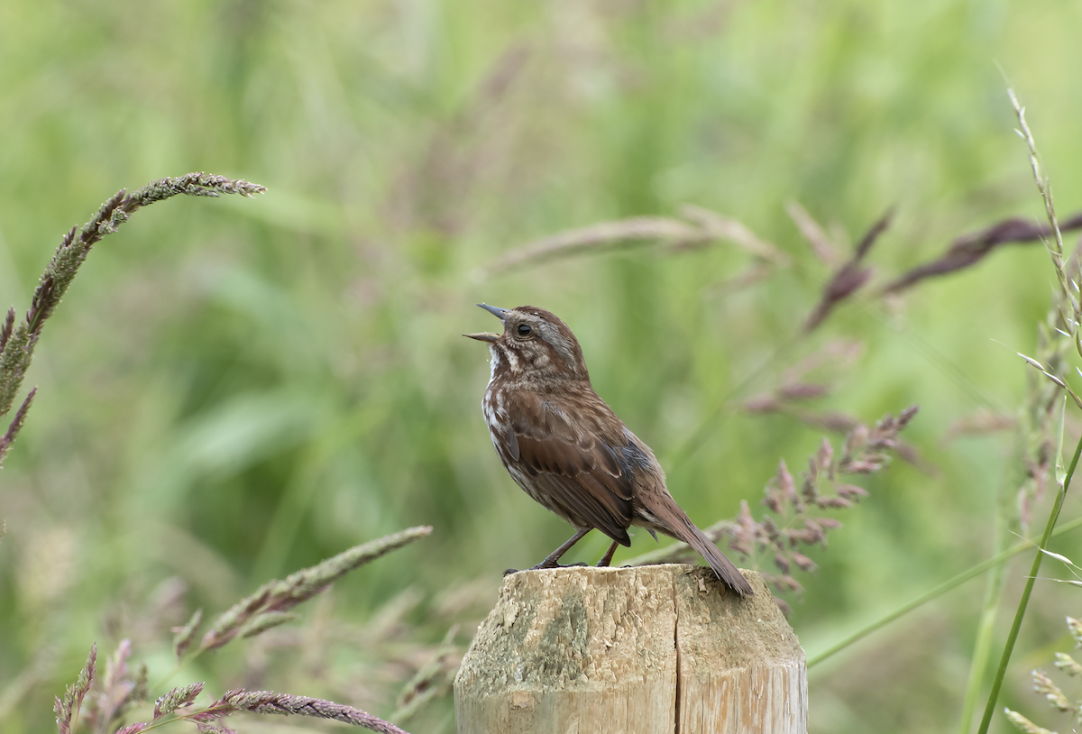 Song Sparrow - ML29751201