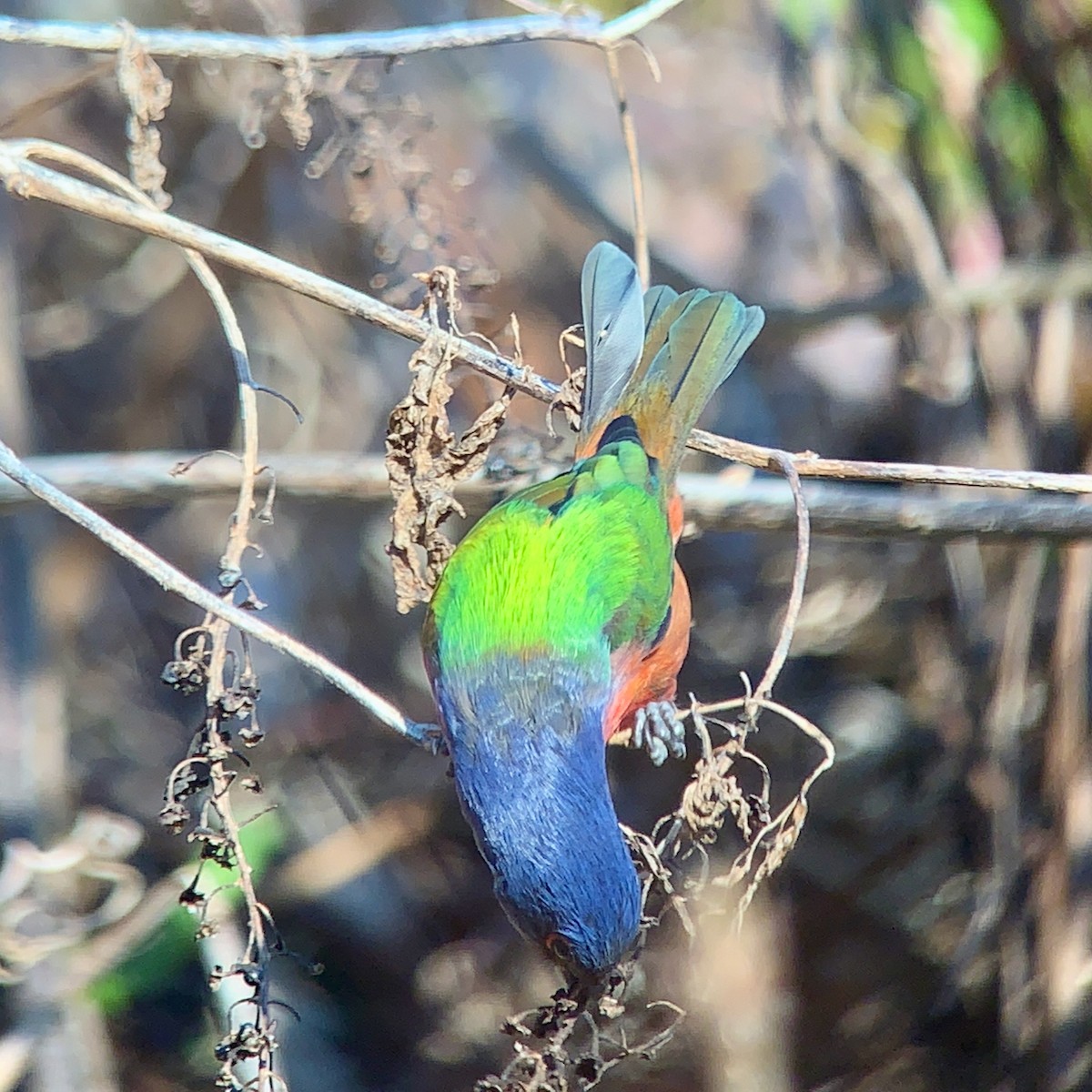 papežík zelenohřbetý - ML297512021