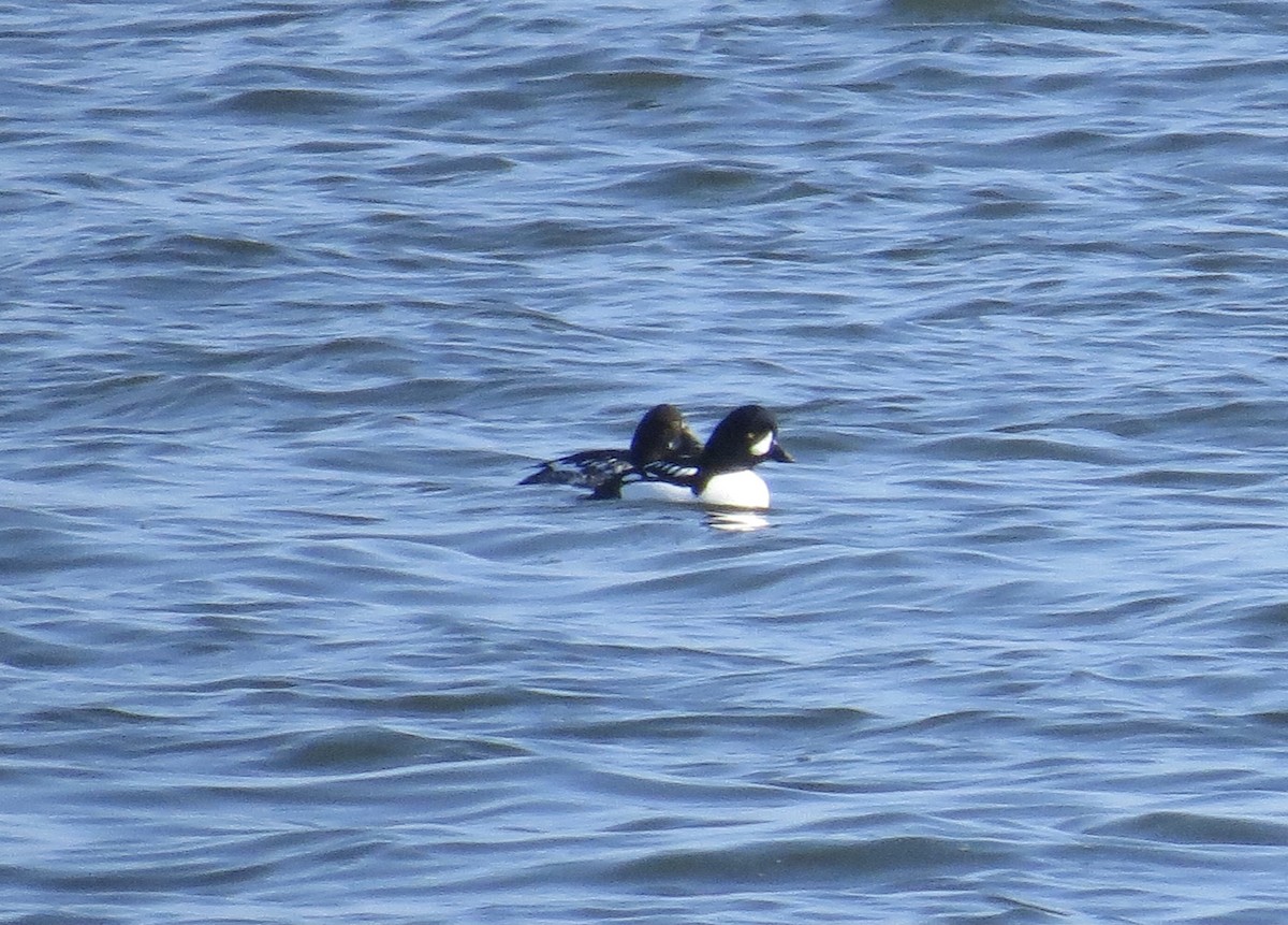 Barrow's Goldeneye - ML297512291