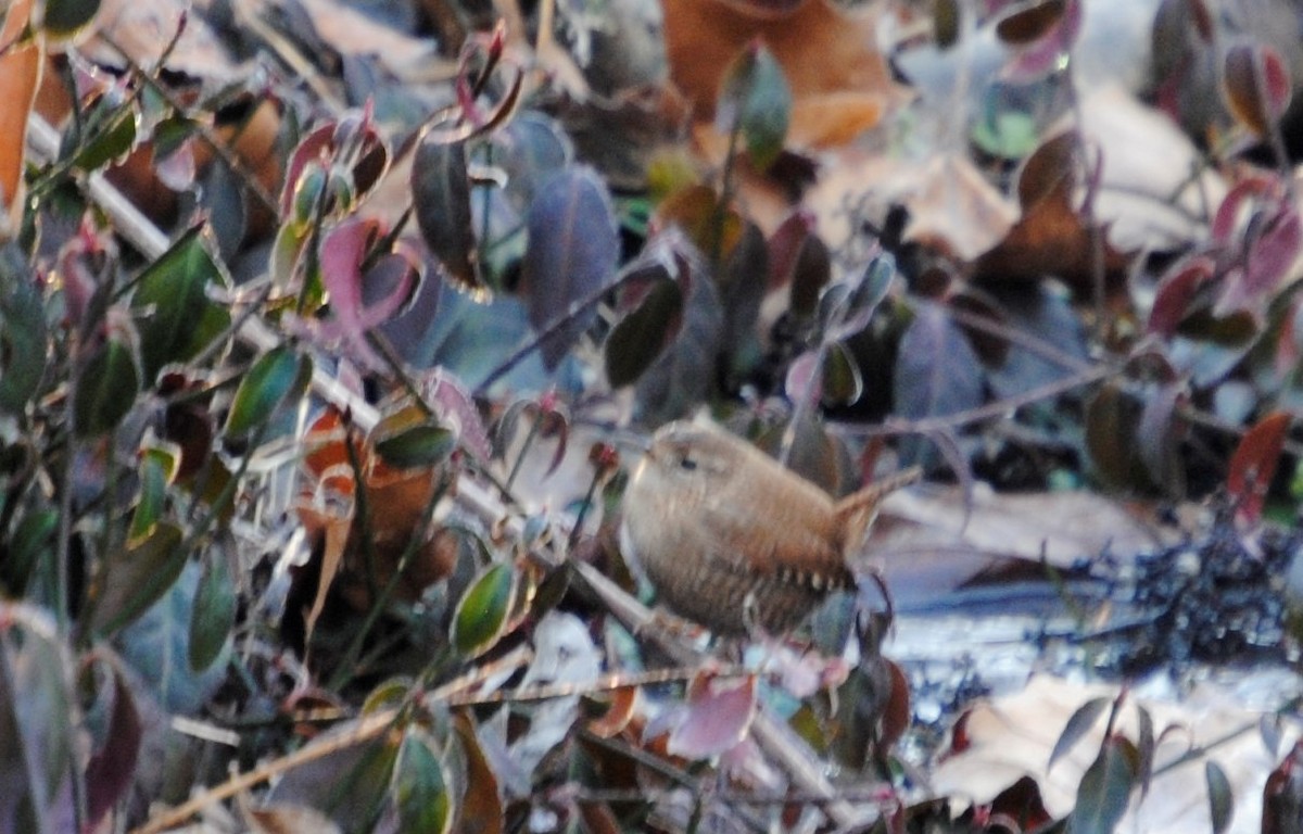 Winter Wren - ML297514401