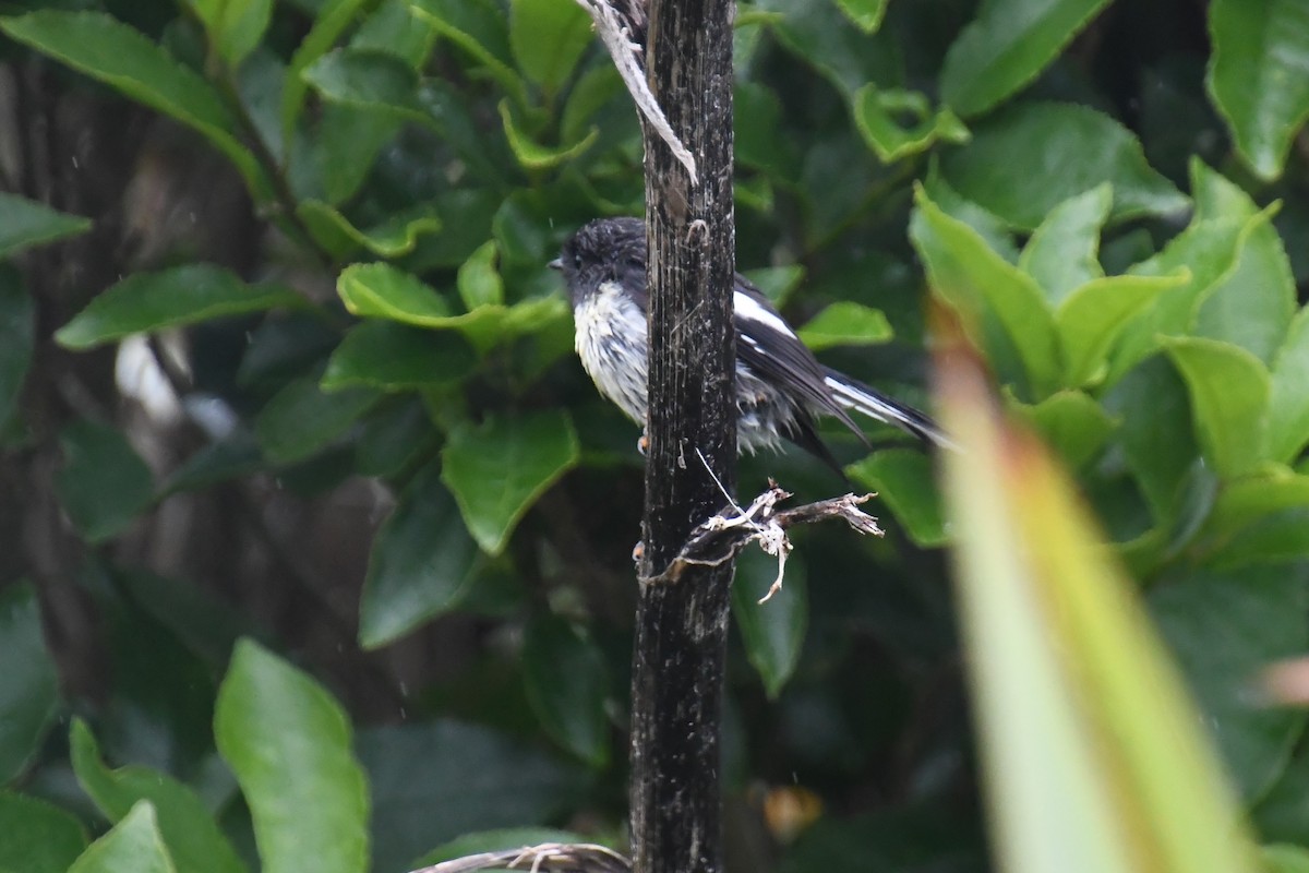 Tomtit - ML297514671
