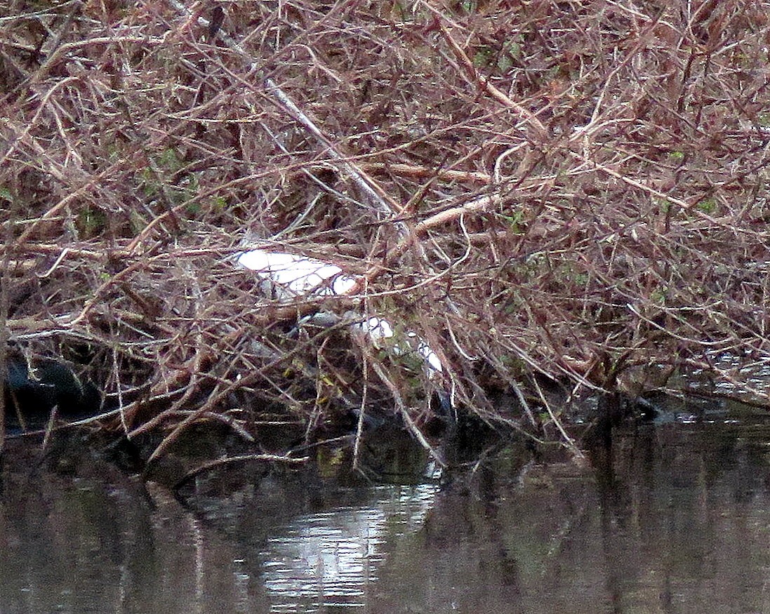 Snowy Egret - ML297517681