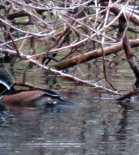 Hooded Merganser - ML297517781