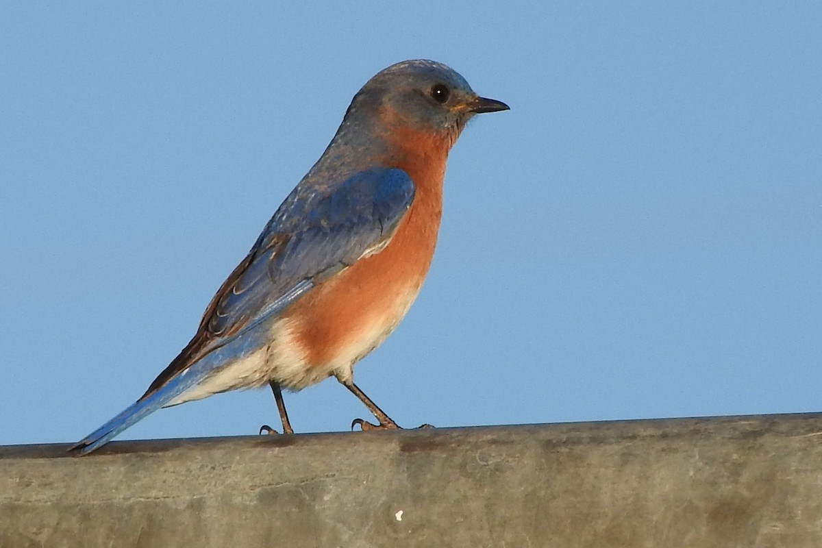 salašník modrý - ML297517801