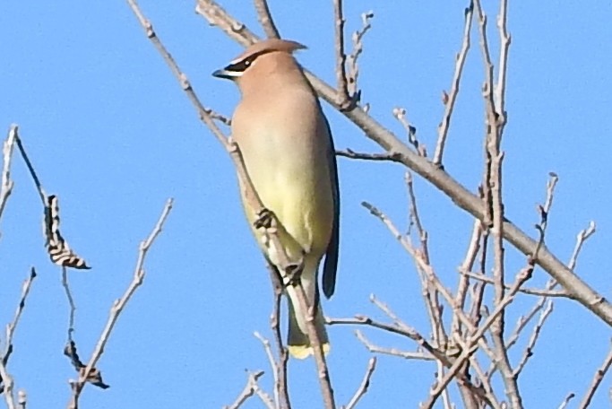 brkoslav americký - ML297517871