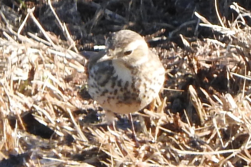 linduška tundrová - ML297518011