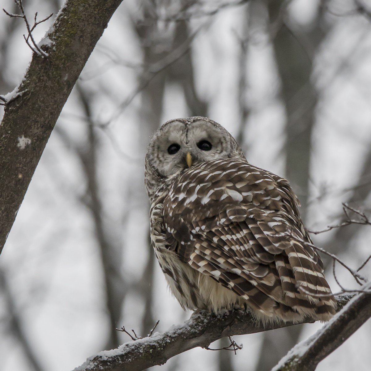 Barred Owl - ML297518601