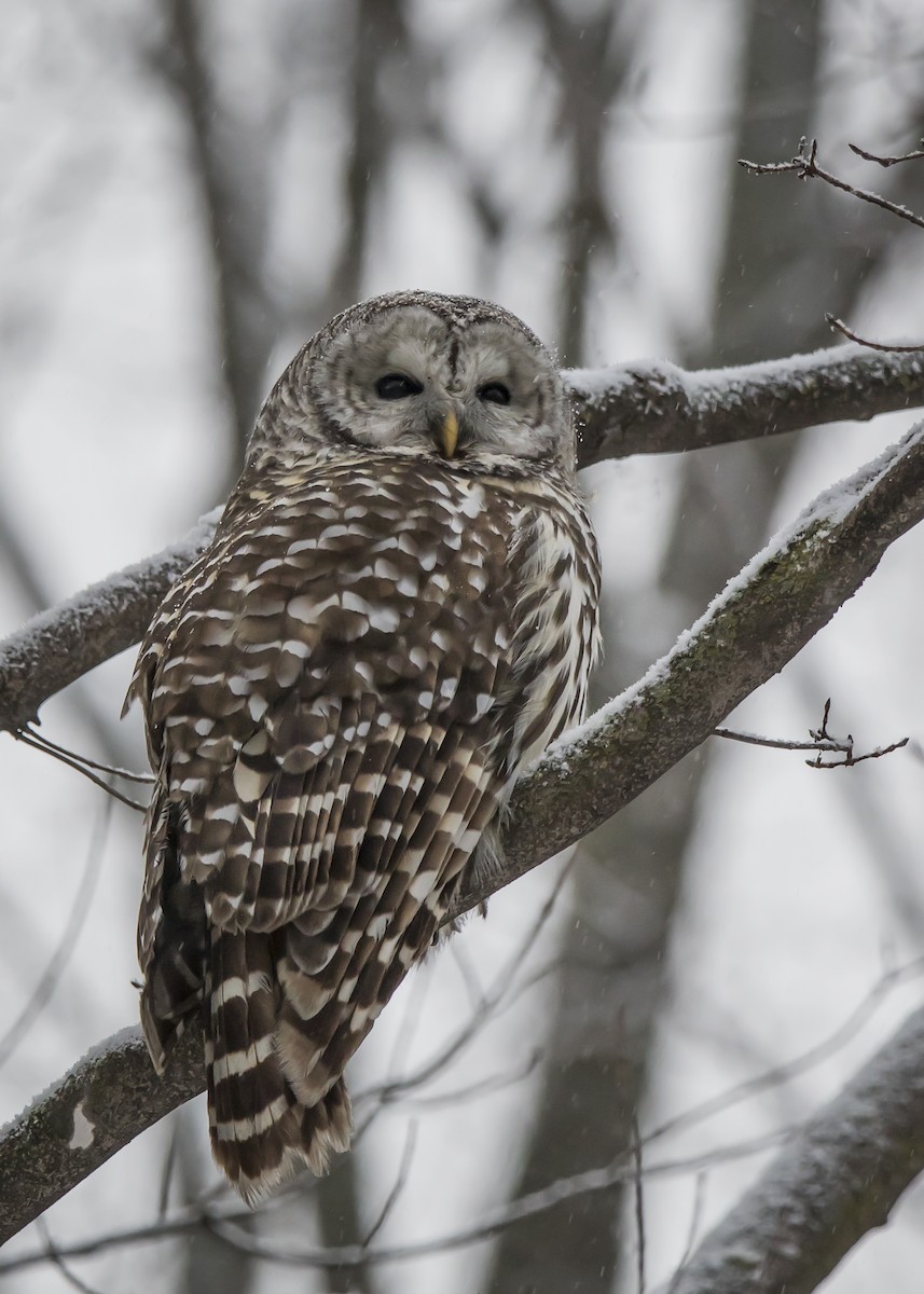 Barred Owl - ML297518611