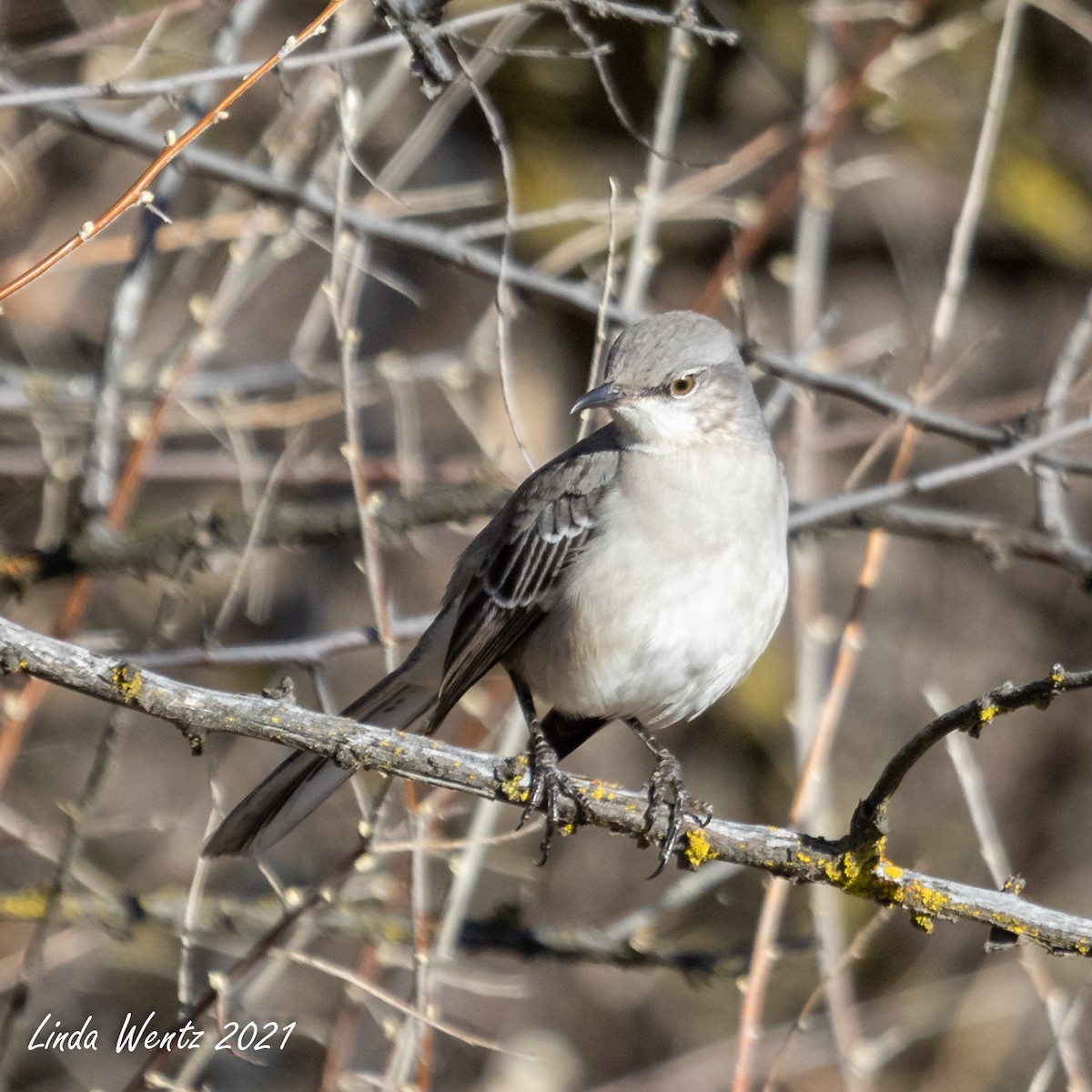 Northern Mockingbird - Linda Wentz