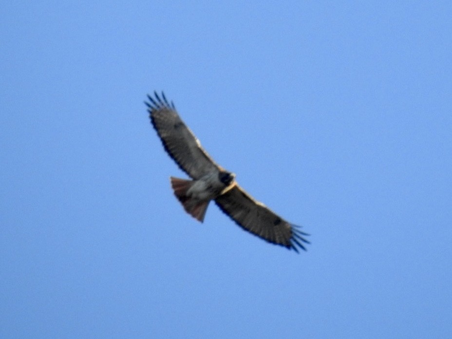 Red-tailed Hawk - ML297521561