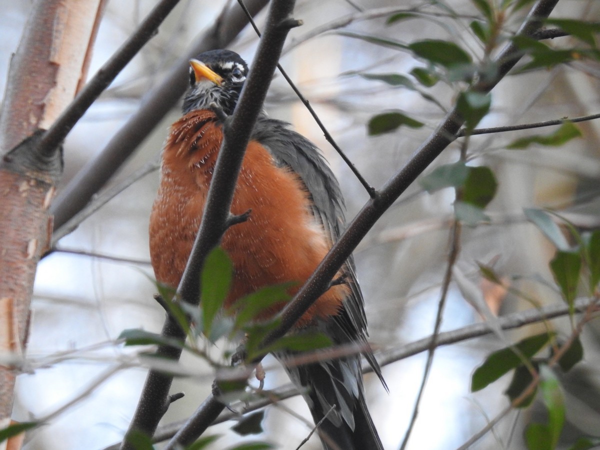American Robin - ML297521741