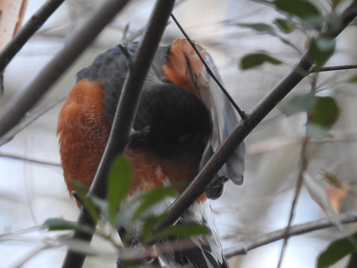 American Robin - ML297521761