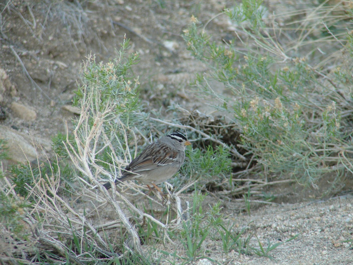 White-crowned Sparrow - ML297521961