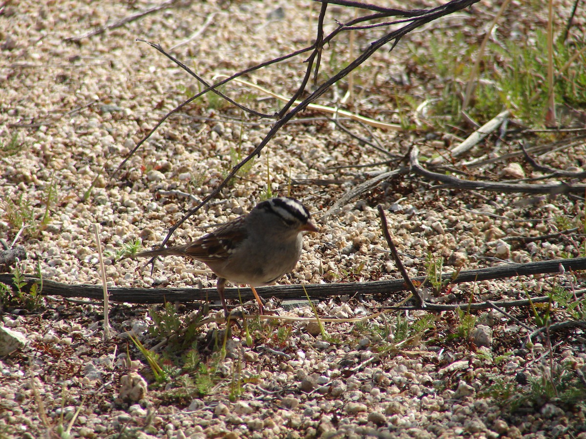 White-crowned Sparrow - ML297522011