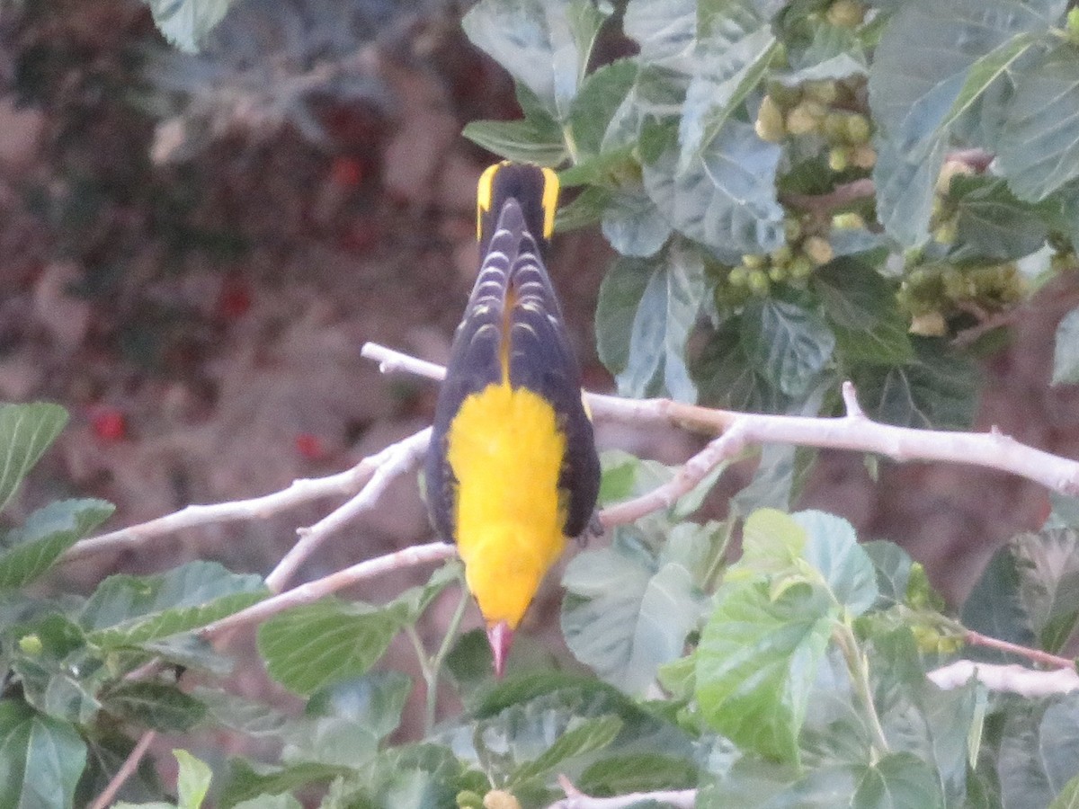 Eurasian Golden Oriole - Heidi Greene