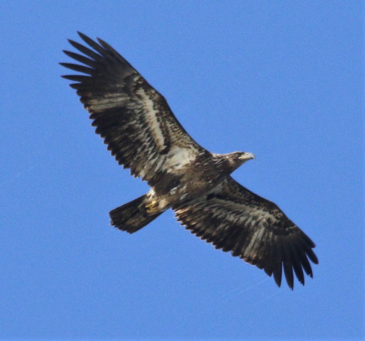 Bald Eagle - Becky Lutz