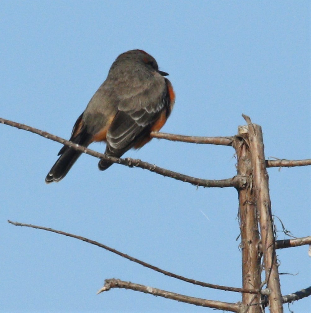 Vermilion Flycatcher - ML297524901