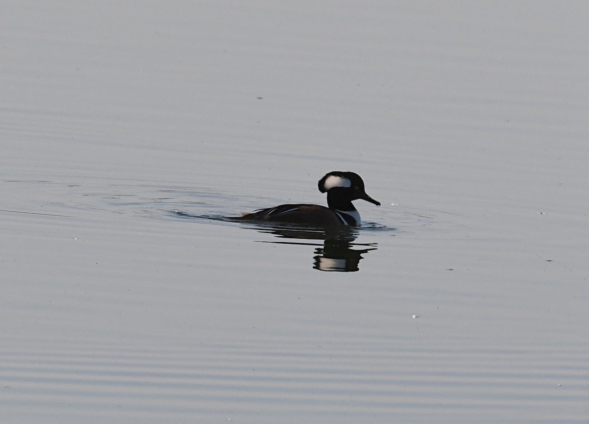 Hooded Merganser - Glenn Wyatt