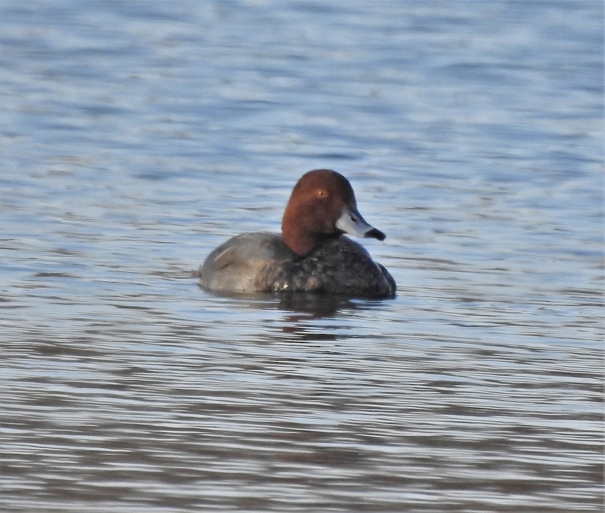 Redhead - Paul McKenzie