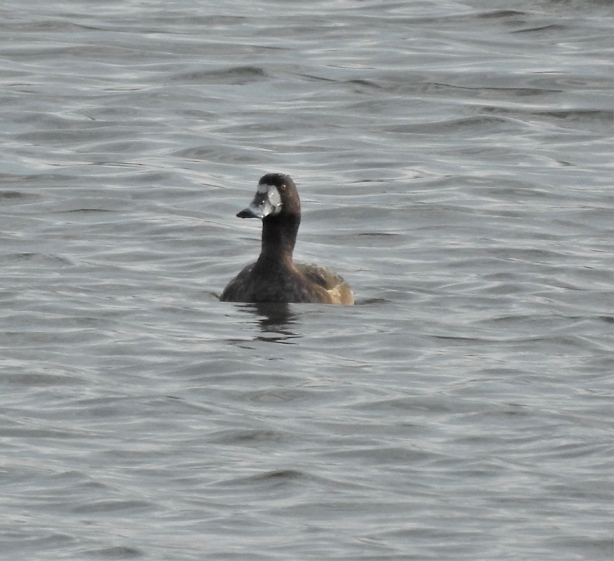 Greater Scaup - ML297527041