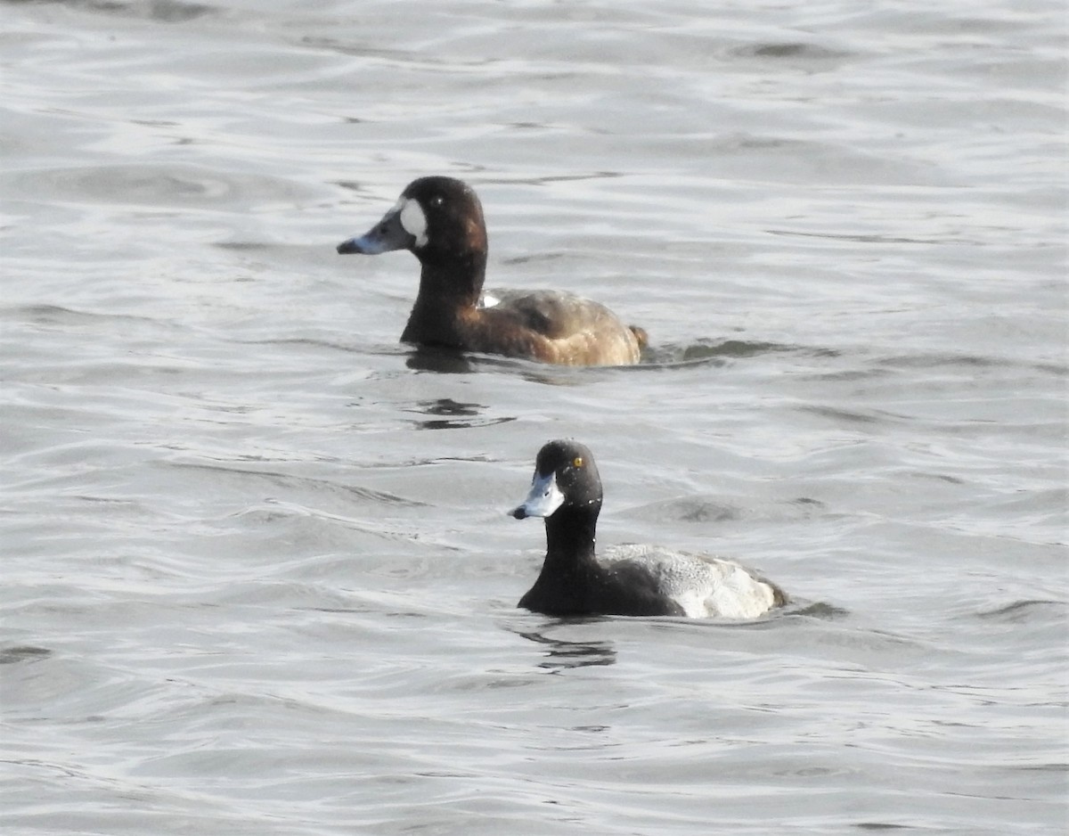 Greater Scaup - ML297527051