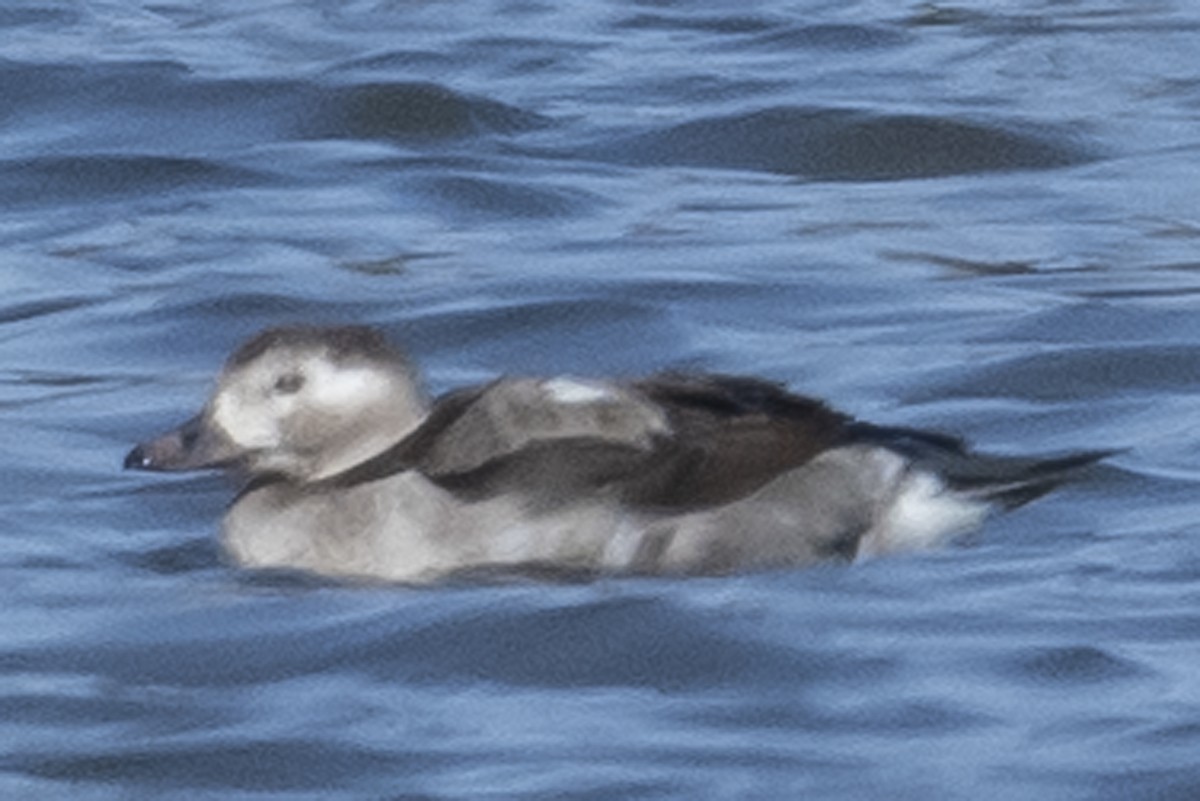 Long-tailed Duck - ML297527261