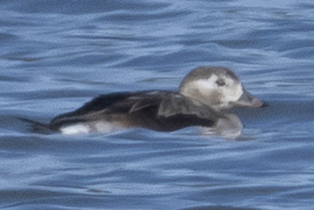 Long-tailed Duck - ML297527321