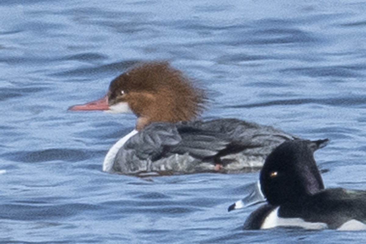 Common Merganser - ML297527361