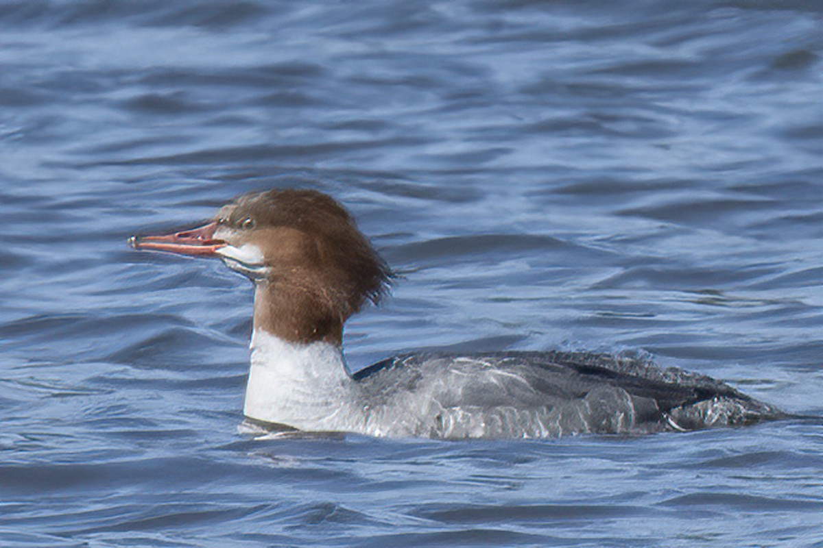 Common Merganser - ML297527521