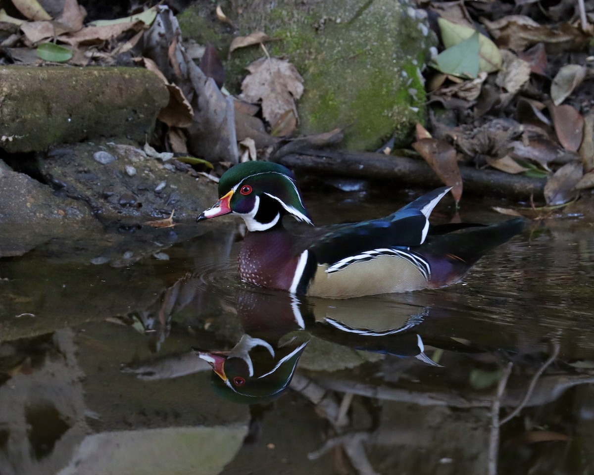 Wood Duck - ML297528841